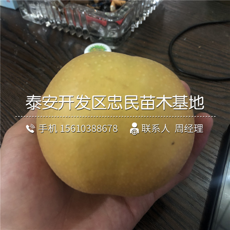 嫁接玉露香梨樹苗、玉露香梨樹苗一棵多少錢