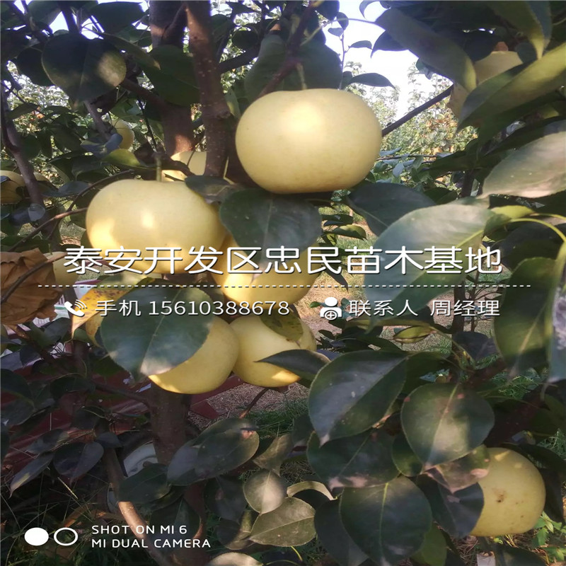 紅梨樹苗、紅梨樹苗種植基地