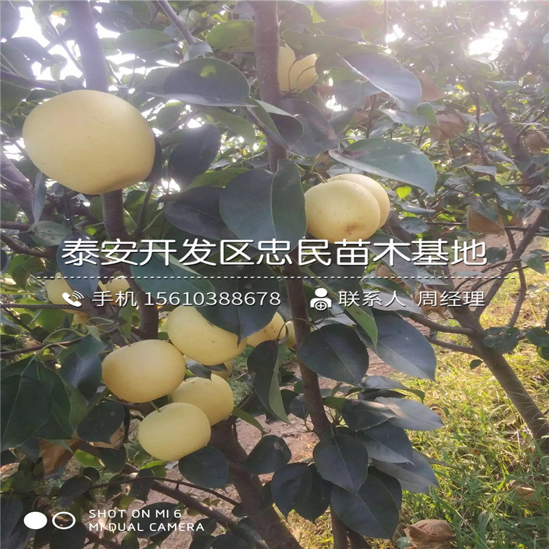 豐水梨樹苗多少錢一棵
