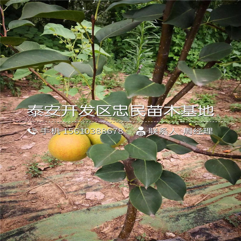香水梨樹苗、香水梨樹苗怎么種