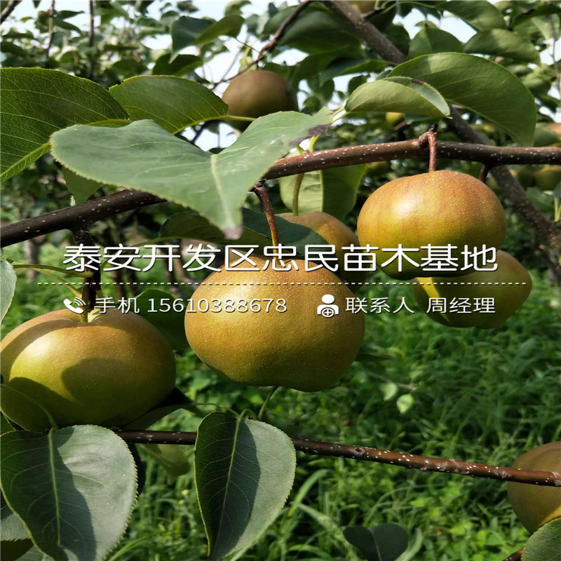 庫爾勒香梨樹苗哪里有賣的