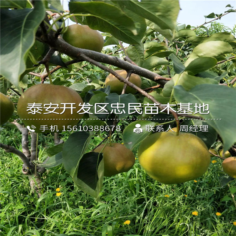 山東圓黃梨樹苗、圓黃梨樹苗圖片