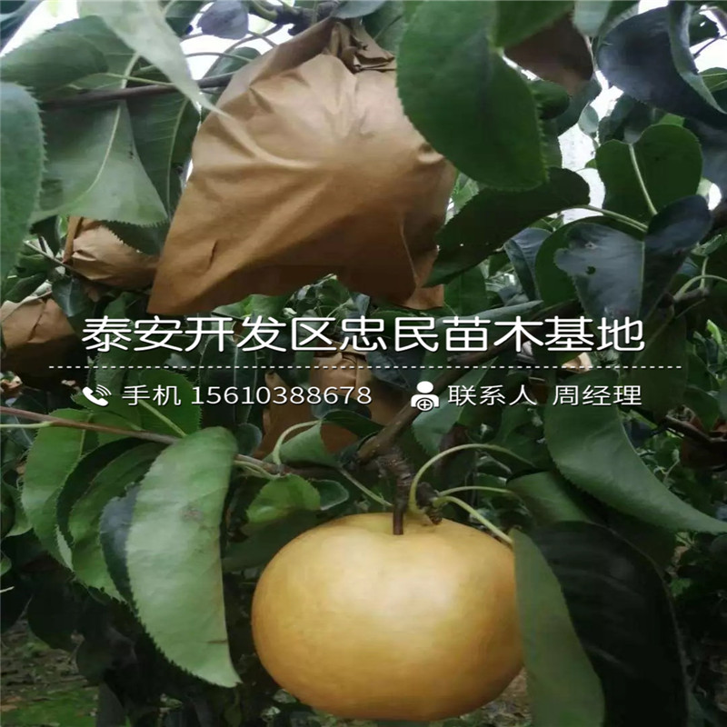 紅巴梨樹苗、紅巴梨樹苗一棵多少錢