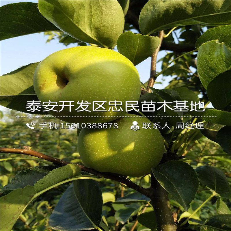 山東圓黃梨樹苗、圓黃梨樹苗圖片