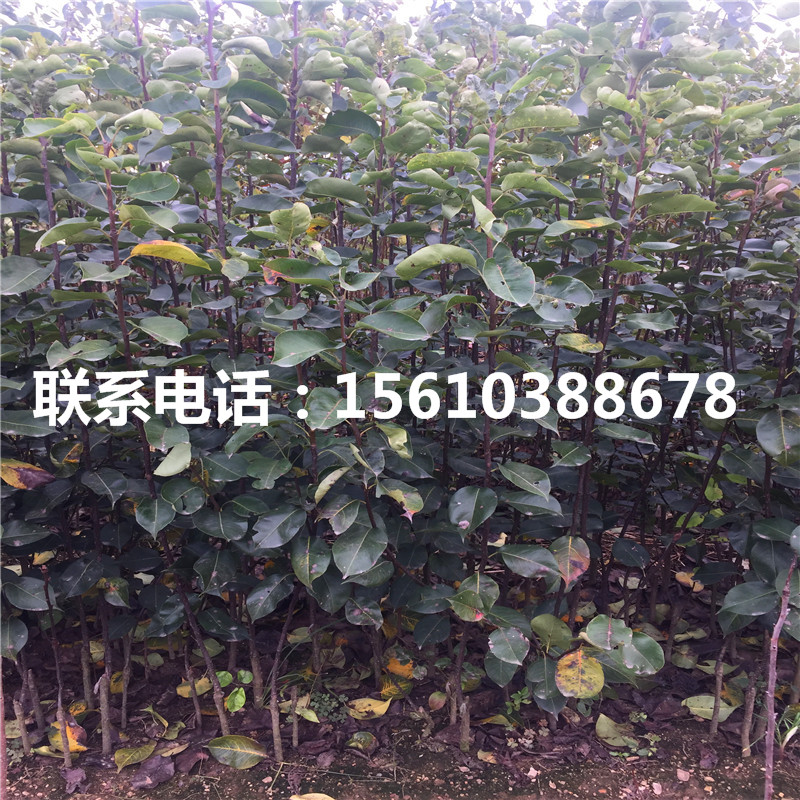 2019年全紅梨樹(shù)苗價(jià)格、新品種全紅梨樹(shù)苗批發(fā)