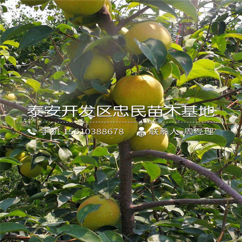 新品種香水梨樹(shù)苗、香水梨樹(shù)苗多少錢(qián)一棵