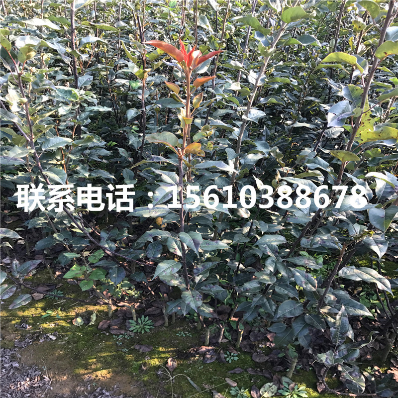 嫁接梨树苗、嫁接梨树苗种植基地