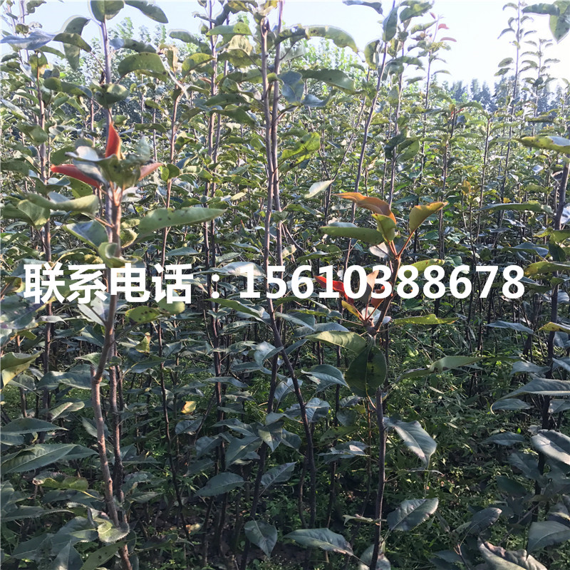 紅安久梨樹(shù)苗、紅安久梨樹(shù)苗種植基地