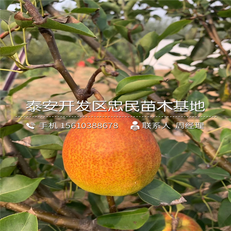 水晶梨樹苗、水晶梨樹苗產(chǎn)地在哪里