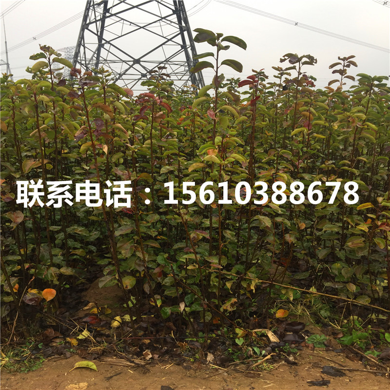 4公分黃金梨樹(shù)苗、黃金梨樹(shù)苗價(jià)格