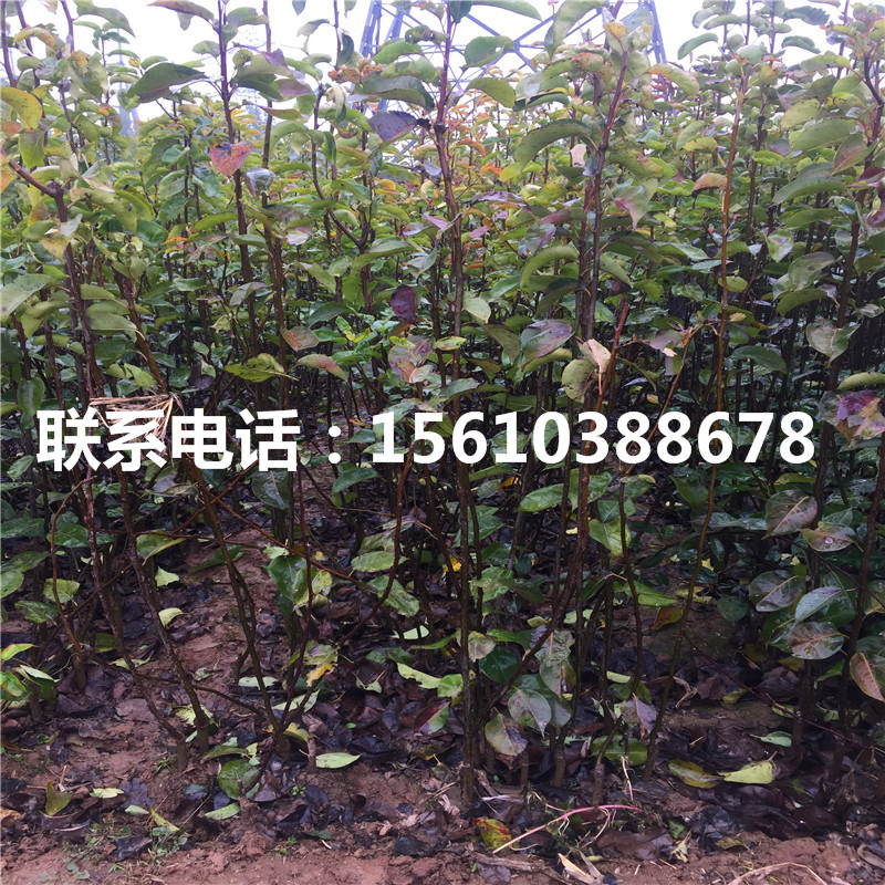 金秋梨樹(shù)苗上車(chē)價(jià)格