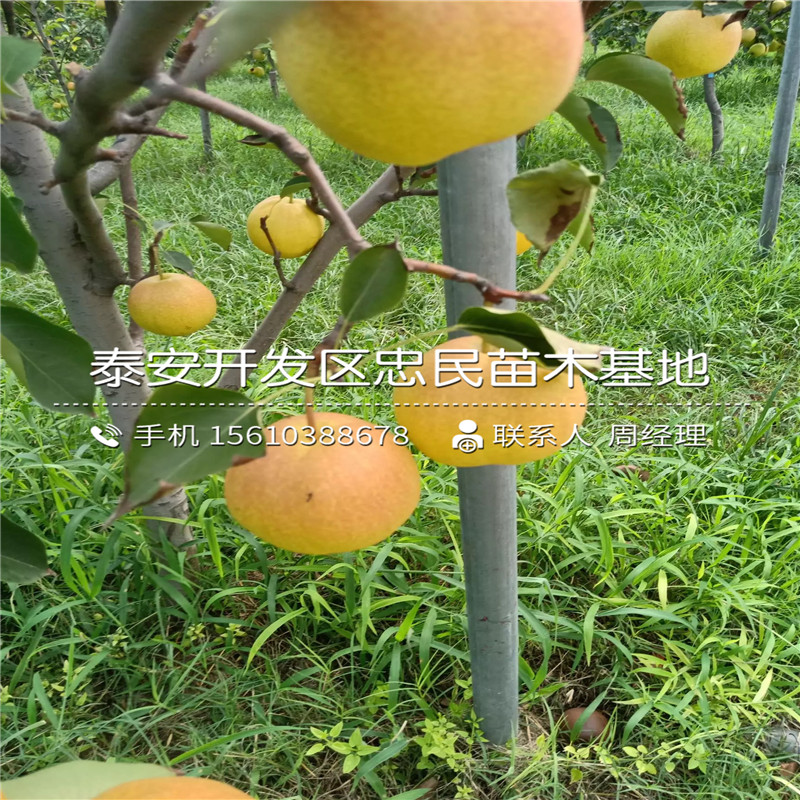 2019年杜梨樹(shù)苗價(jià)格及報(bào)價(jià)、杜梨樹(shù)苗多少錢(qián)