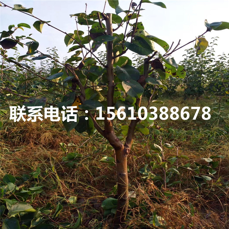 紅巴梨樹苗、紅巴梨樹苗什么時(shí)間成熟