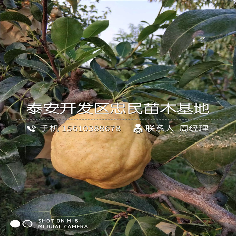 嫁接紅安久梨樹(shù)苗、紅安久梨樹(shù)苗批發(fā)基地