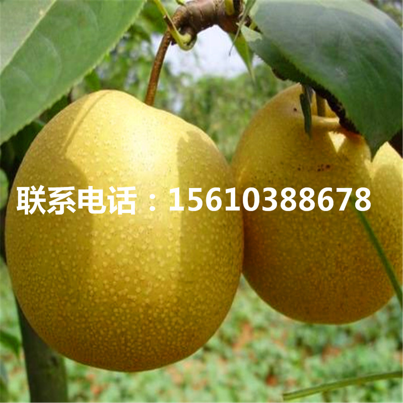金秋梨樹(shù)苗上車(chē)價(jià)格