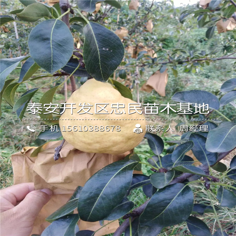 山東梨樹(shù)小苗、梨樹(shù)小苗品種