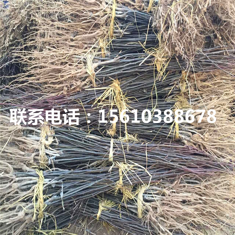 嫁接澳冠紅梨樹苗、澳冠紅梨樹苗簡介