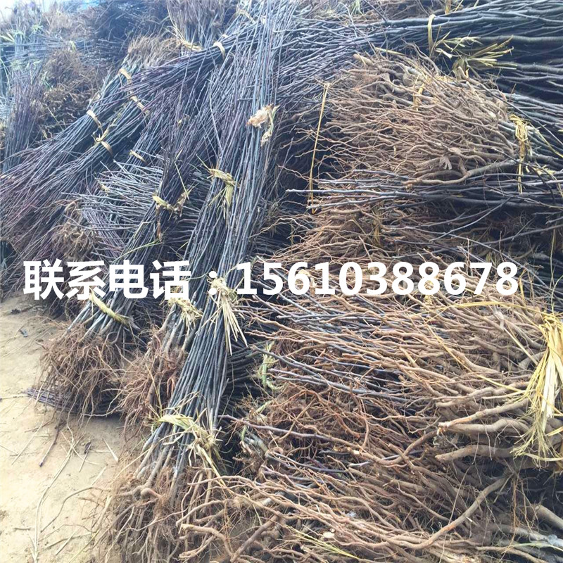 香水梨樹苗、香水梨樹苗怎么種