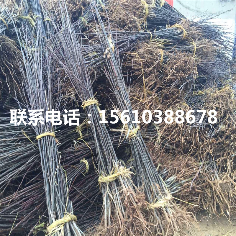 山東中華雪梨樹(shù)苗、中華雪梨樹(shù)苗那種好