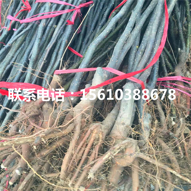 嫁接紅安久梨樹苗、紅安久梨樹苗那家好