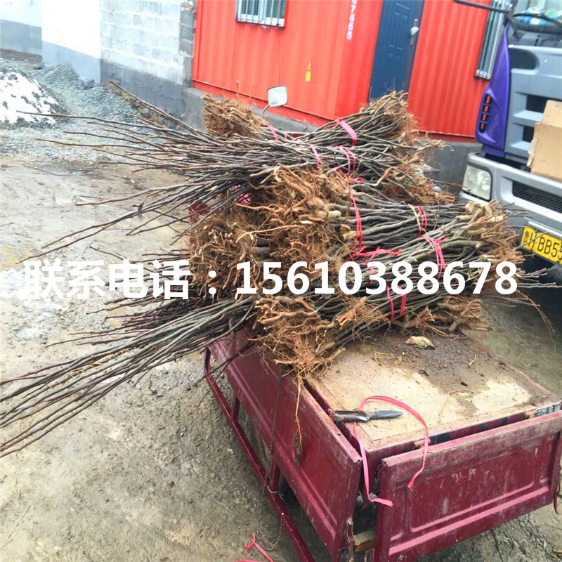 紅安久梨樹苗、紅安久梨樹苗出售基地