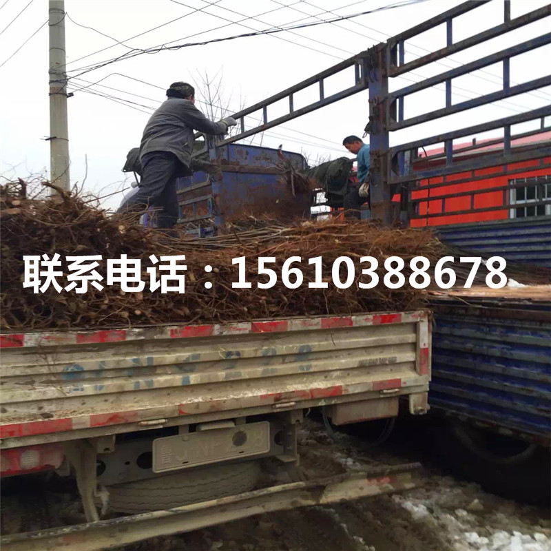 嫁接紅啤梨樹苗、紅啤梨樹苗幾年結(jié)果