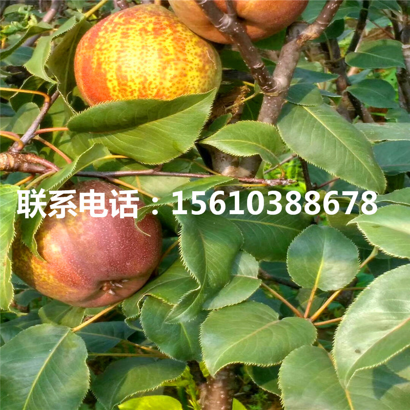 新品種紅安久梨樹苗、紅安久梨樹苗管理技術(shù)