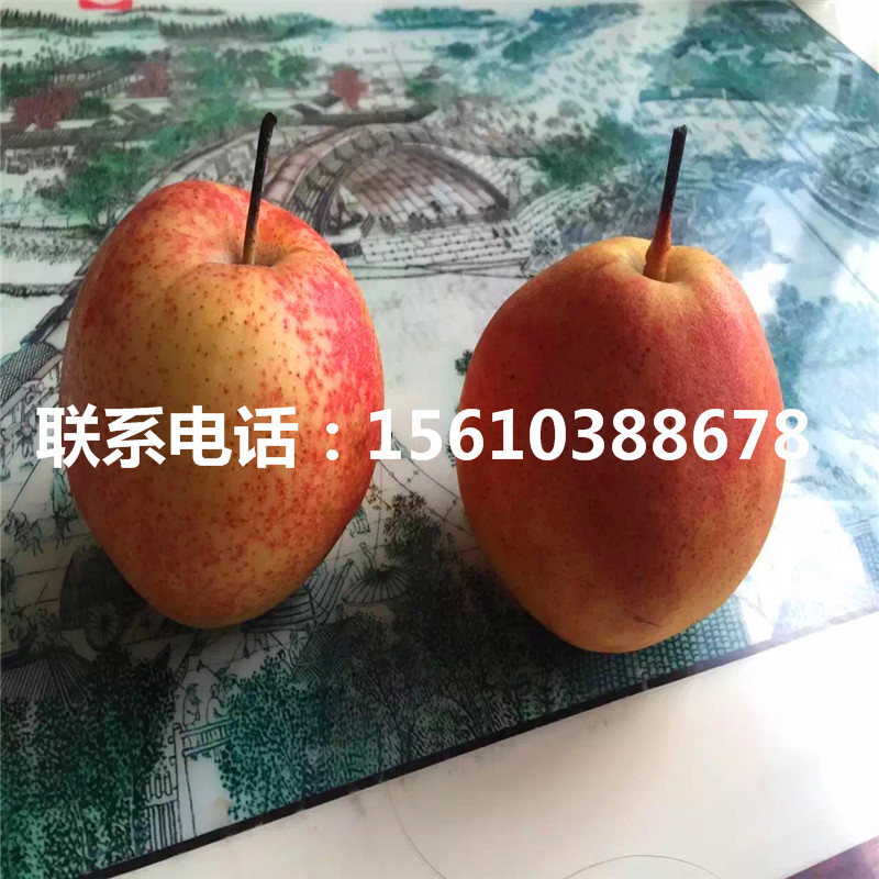 山東圓黃梨樹苗、圓黃梨樹苗圖片