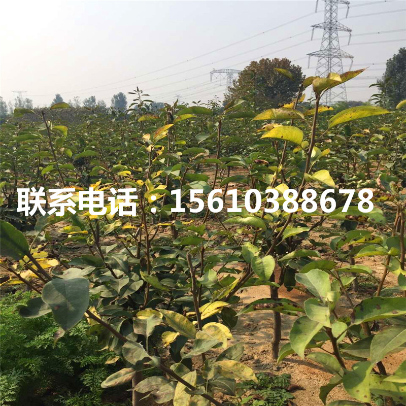 水晶梨樹苗、水晶梨樹苗產(chǎn)地在哪里