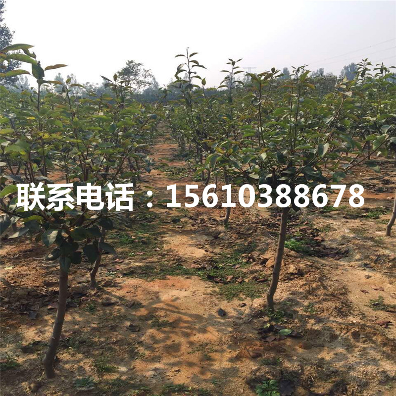 玉露香梨樹苗、玉露香梨樹苗什么時間成熟
