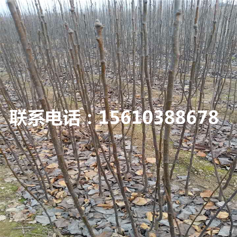 5公分杜梨樹(shù)苗、杜梨樹(shù)苗價(jià)格多少錢(qián)