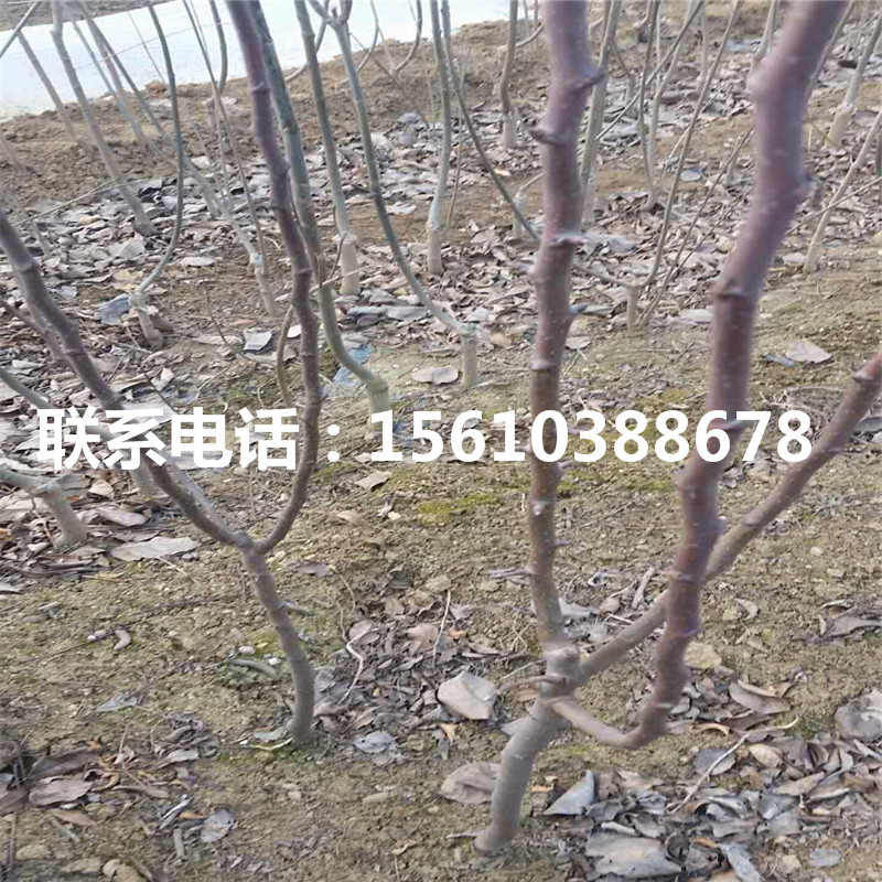 中梨1號(hào)梨樹(shù)苗批發(fā)價(jià)格