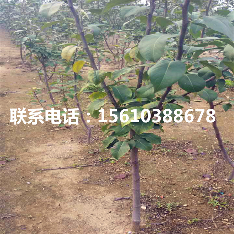 3公分早酥紅梨樹苗出售、早酥紅梨樹苗批發(fā)基地