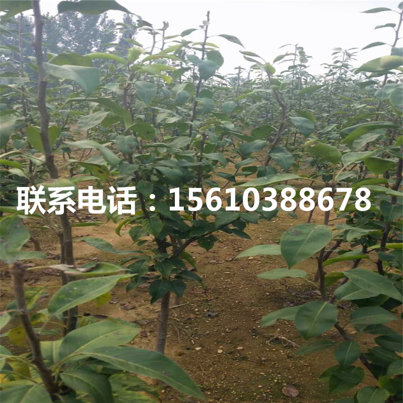 杜梨樹苗、杜梨樹苗管理技術(shù)