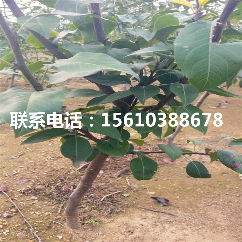 8公分梨樹苗、8公分梨樹苗出售基地