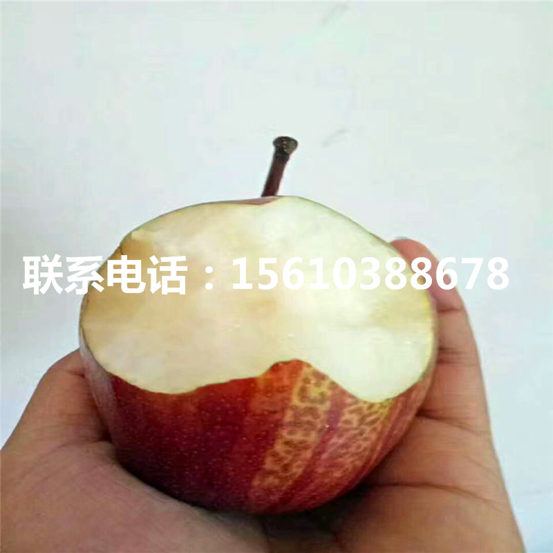 新品種紅考密斯梨樹苗、紅考密斯梨樹苗多少錢