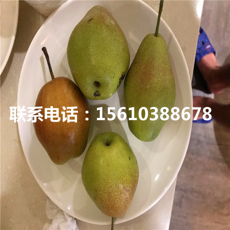 新品種八月紅梨樹苗、八月紅梨樹苗怎么種