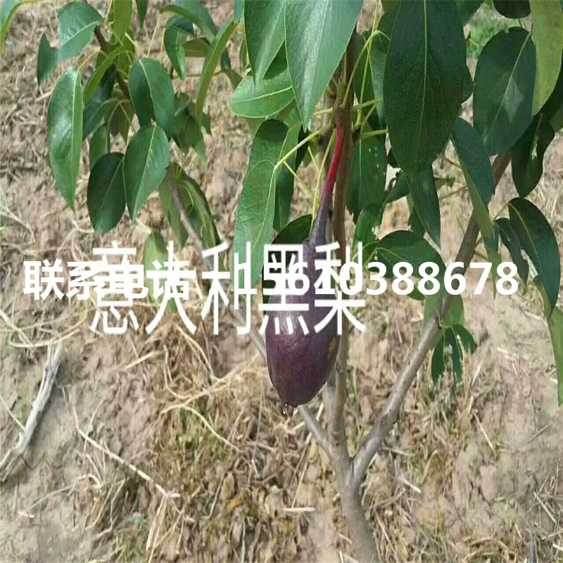 丑梨樹苗批發(fā)什么價(jià)格