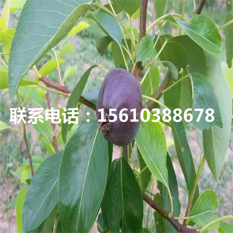 山東全紅梨樹苗、全紅梨樹苗圖片
