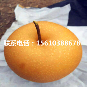山東澳冠紅梨樹(shù)苗、澳冠紅梨樹(shù)苗簡(jiǎn)介
