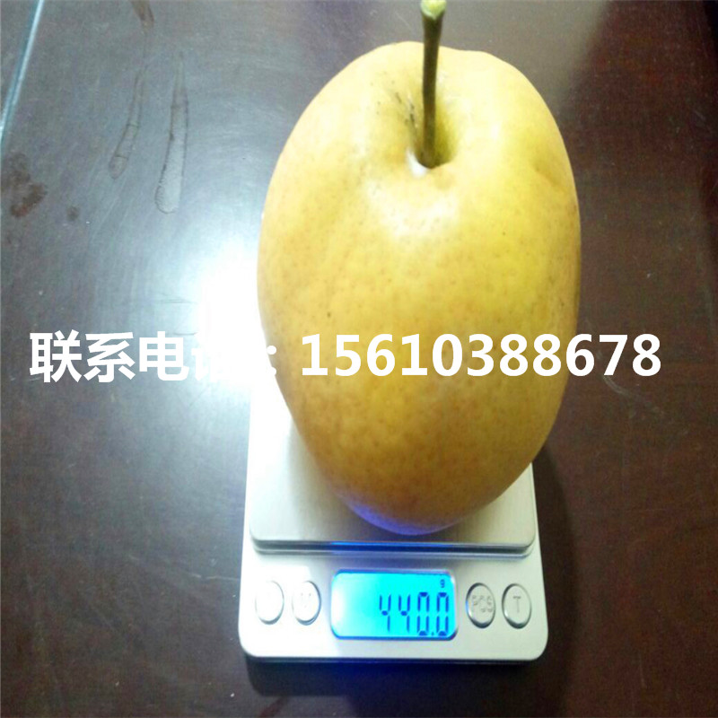 新品種8公分梨樹苗、8公分梨樹苗批發(fā)