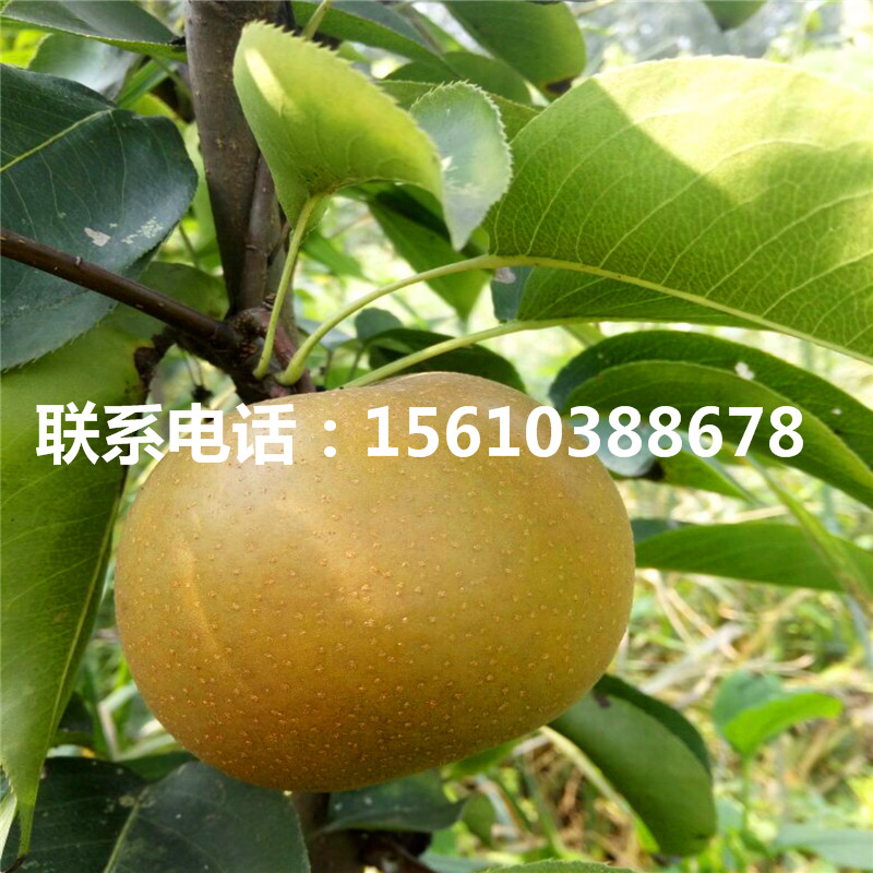 香水梨樹苗、香水梨樹苗怎么種
