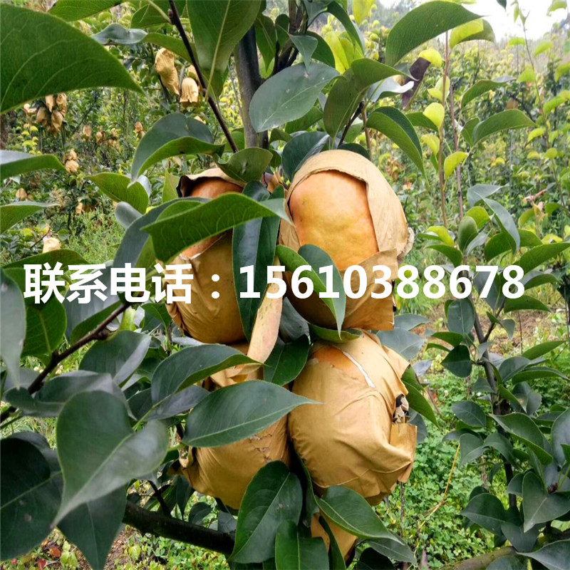 2019年袖珍香梨樹苗價(jià)格、出售袖珍香梨樹苗基地