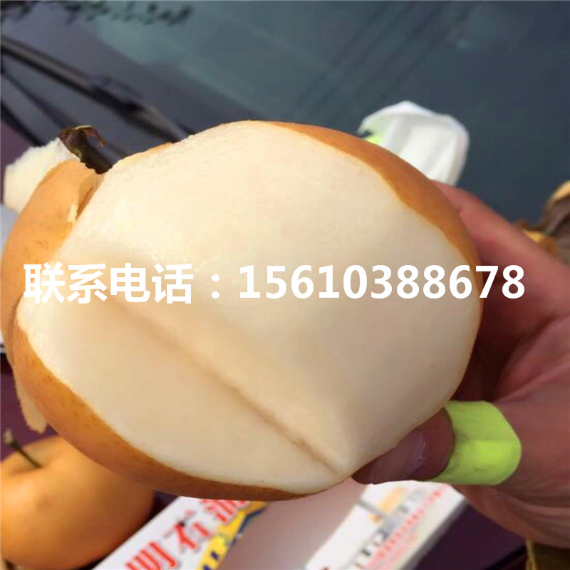 豐水梨樹苗多少錢一棵