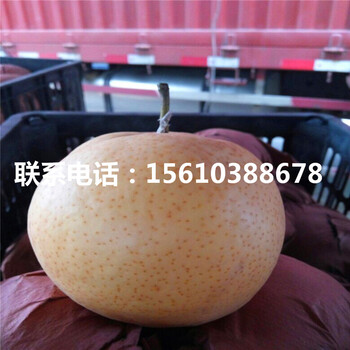 水晶梨樹苗、水晶梨樹苗產(chǎn)地在哪里