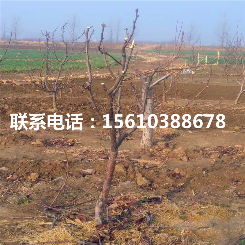 紅啤梨樹(shù)苗、紅啤梨樹(shù)苗什么時(shí)間成熟