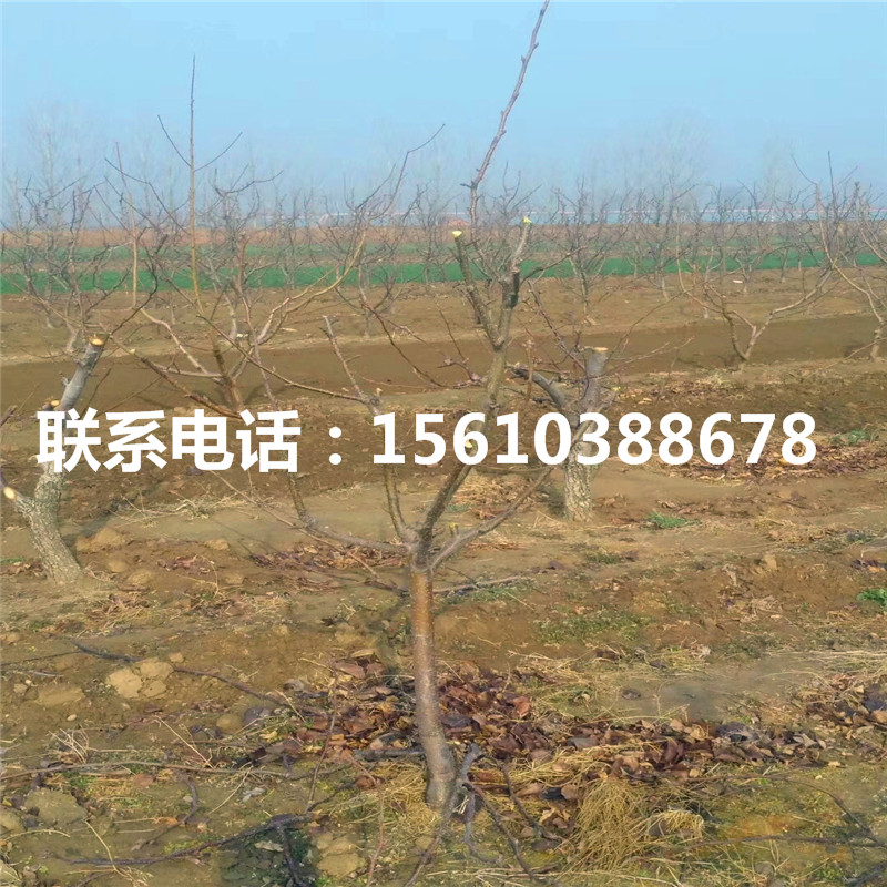 嫁接三華梨樹苗、三華梨樹苗圖片