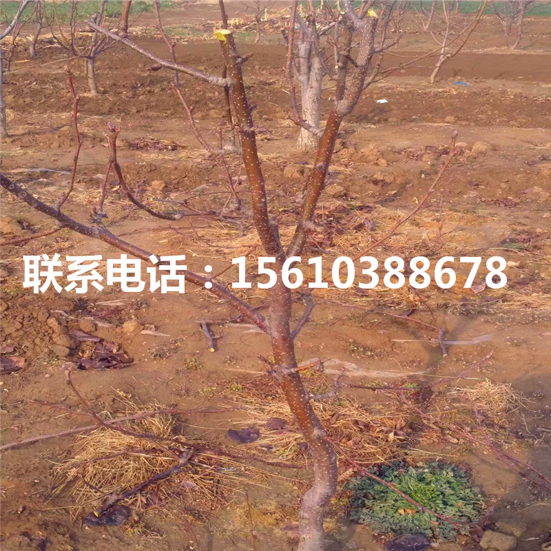 新品種圓黃梨樹苗、圓黃梨樹苗報(bào)價(jià)