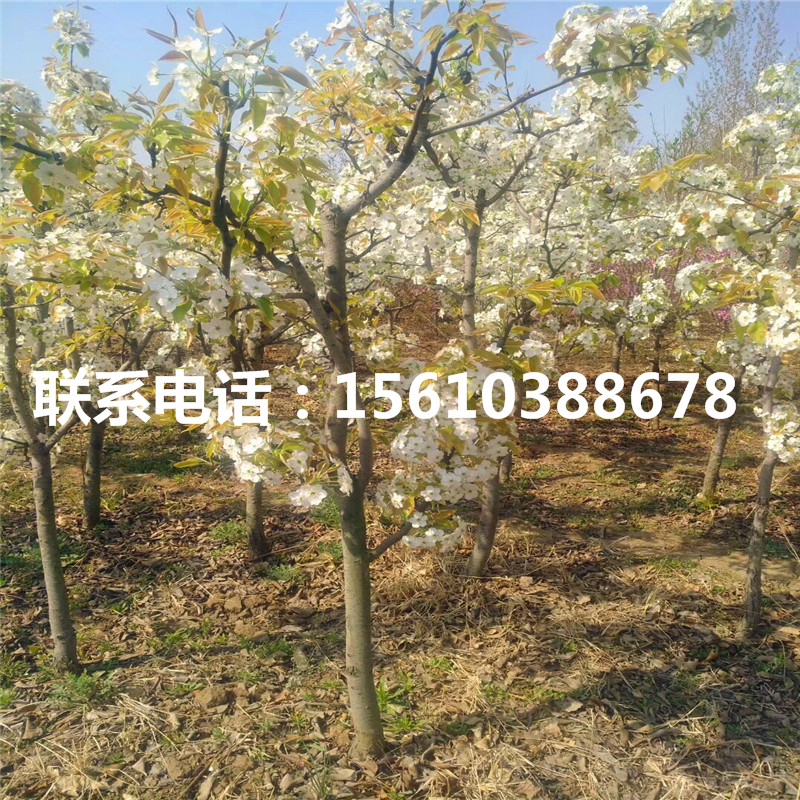 杜梨樹苗、杜梨樹苗管理技術(shù)