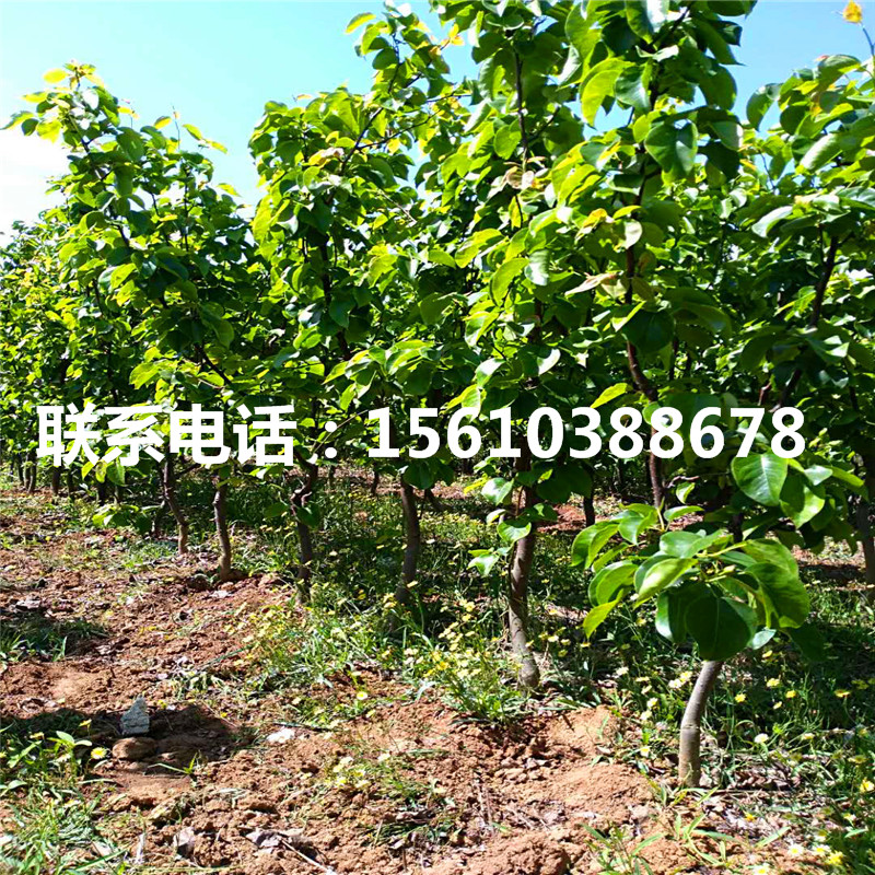 山東9公分梨樹苗、9公分梨樹苗幾年結(jié)果
